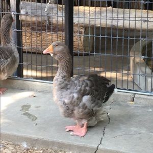 Meet your Posher, Joselyn